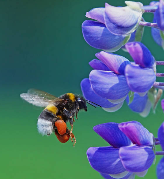 ape bumble su lupino - insect animal eye flower flower head foto e immagini stock