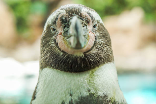 ペンギンは、テネリフェ島、スペインでのカメラのポーズします。 - nobody beak animal head penguin ストックフォトと画像