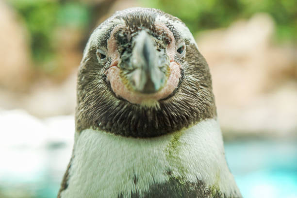 This penguin is believed to be the Humboldt penguin. It is staring straight at the camera.