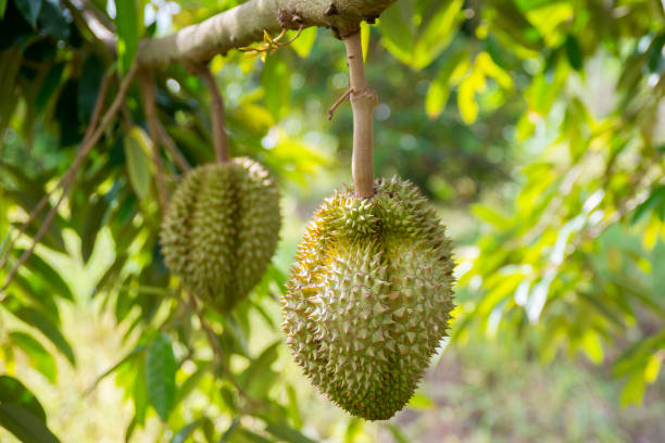 istock Fresh durian on its tree in the tropical orchard, Thailand 694739610