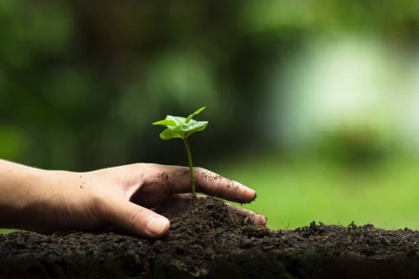 istock Hands protect trees, plant trees, hands on trees, love nature 694740100