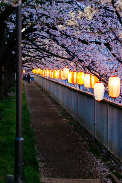 istock Cherry blossoms night view in Japan 694743254