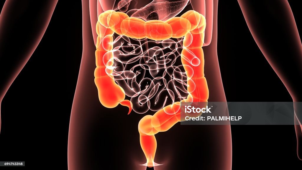 3d illustration human body colon The large intestine, also known as the large bowel or colon, is the last part of the gastrointestinal tract and of the digestive system in vertebrates. Water is absorbed here and the remaining waste material is stored as feces before being removed by defecation. Colon Stock Photo