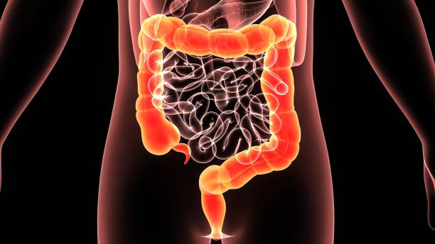 3d illustration human body colon The large intestine, also known as the large bowel or colon, is the last part of the gastrointestinal tract and of the digestive system in vertebrates. Water is absorbed here and the remaining waste material is stored as feces before being removed by defecation. colon photos stock pictures, royalty-free photos & images
