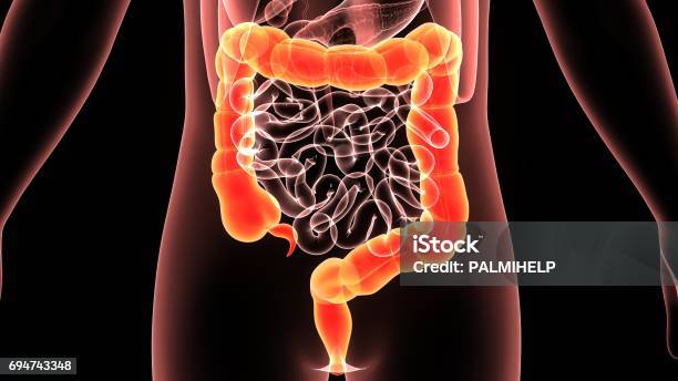 3d Illustration Human Body Colon Stock Photo - Download Image Now - Colon, Inflammation, Intestine