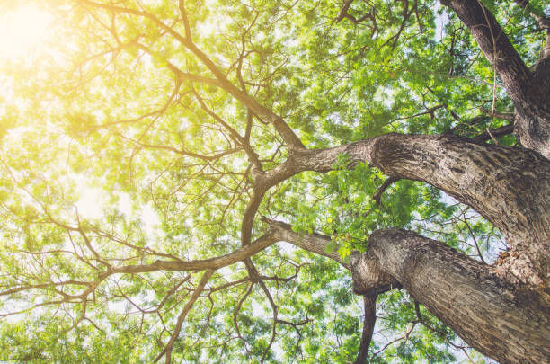istock Forest with sunlight. The sun rays through branches of trees 694750542