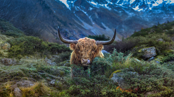 A man of a Scottish highland cow in a good mood and good spirits