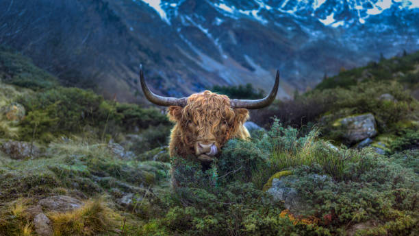 Scottish Highland Cow in the Austrian Alps A man of a Scottish highland cow in a good mood and good spirits buachaille etive beag photos stock pictures, royalty-free photos & images