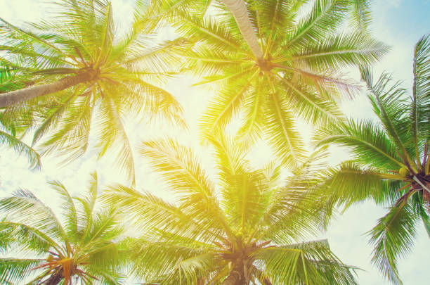 istock Palm trees against blue sky Palm tree at tropical coast vintage toned and stylized coconut tree 694750572