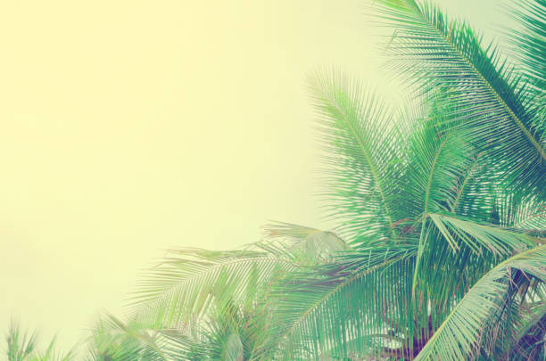 istock Coconut tree on a tropical white sand beach in the thailand 694750576