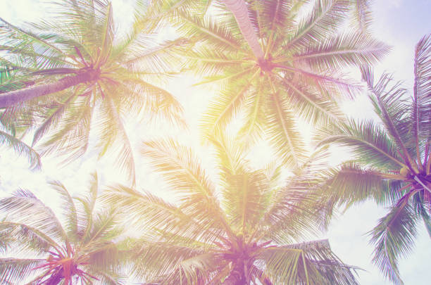 istock Palm trees against blue sky Palm tree at tropical coast vintage toned and stylized coconut tree 694750586