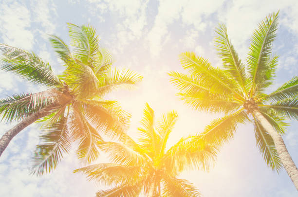 istock Palm trees against blue sky Palm tree at tropical coast vintage toned and stylized coconut tree 694750624