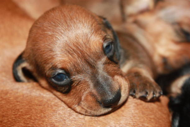 istock Miniature Dachshund Puppy 694753864