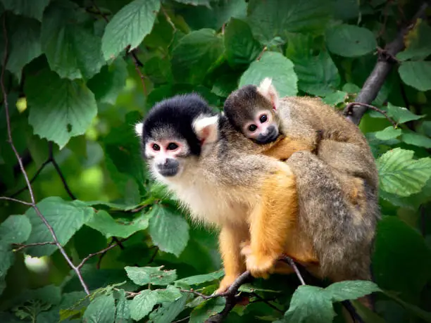 lack-capped squirrel monkey sitting on tree branch with its cute little baby with forest in background