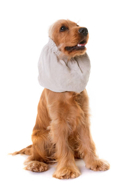 Cocker Spaniel And Snood Stock Photo - Download Image Now - Dog, Snood -  Headwear, Animal - iStock