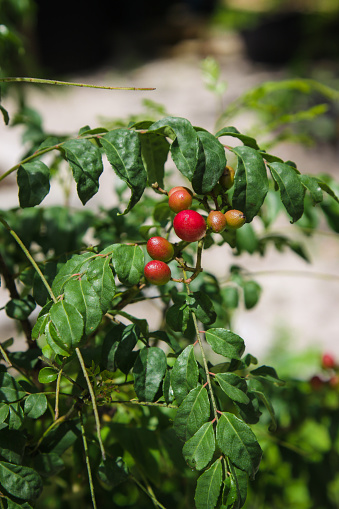 Murraya koenigii, the Curry Tree. Its leaves are used in many dishes in India, Sri Lanka, and neighbouring countries. Often used in curries, the leaves are generally called by the name 'curry leaves'.