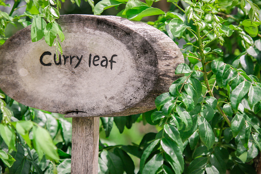 Murraya koenigii, the Curry Tree. Its leaves are used in many dishes in India, Sri Lanka, and neighbouring countries. Often used in curries, the leaves are generally called by the name 'curry leaves'.