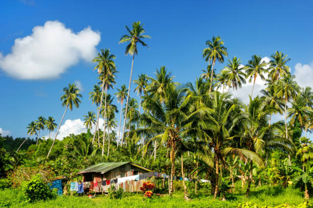 Typical house in Bouma village, Taveuni Island, Fiji Typical house in Bouma village surrounded by palm trees on Taveuni Island, Fiji. Taveuni is the third largest island in Fiji. vanua levu island photos stock pictures, royalty-free photos & images