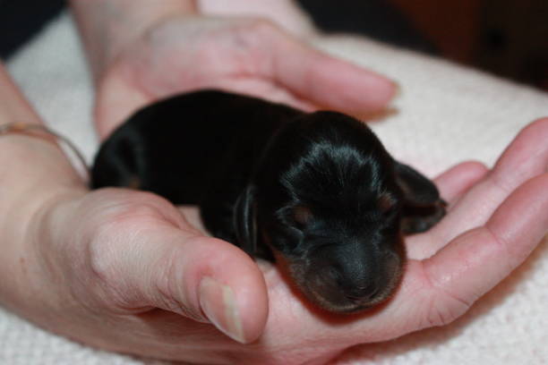 istock Miniature Dachshund Puppy 694758082