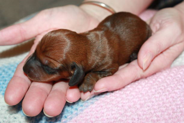 istock Miniature Dachshund Puppy 694760688