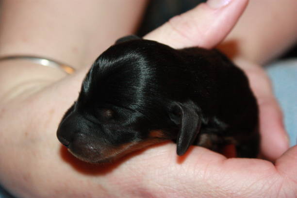 istock Miniature Dachshund Puppy 694761212