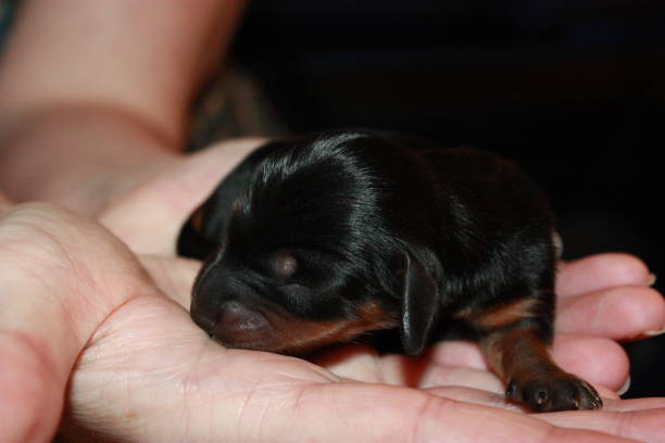 istock Miniature Dachshund Puppy 694761434