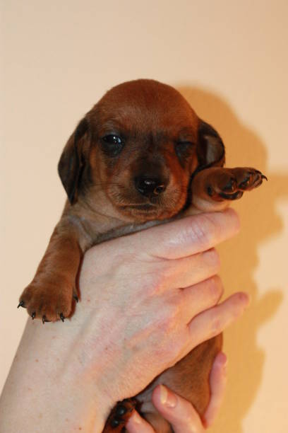 istock Miniature Dachshund Puppy 694763788