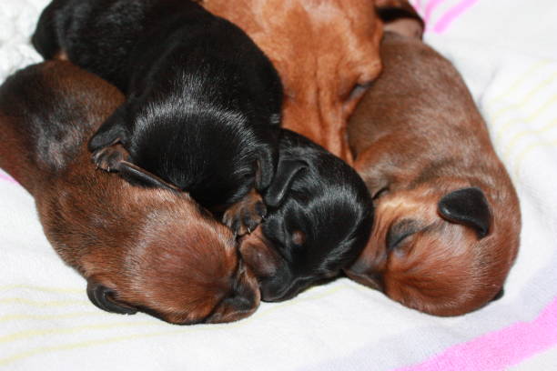 istock Miniature Dachshund Puppy 694763936