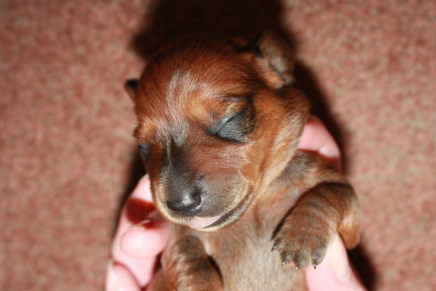 istock Miniature Dachshund Puppy 694764248