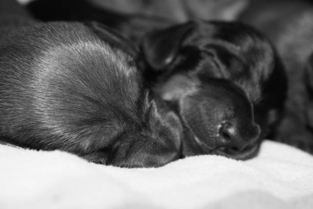 istock Miniature Dachshund Puppy 694764502