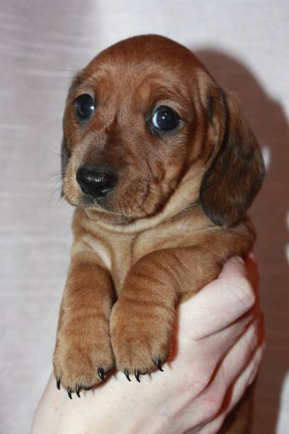 istock Miniature Dachshund Puppy 694764566