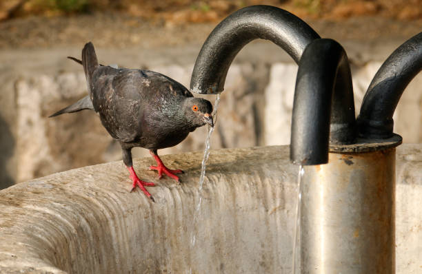 Pigeons drinking water from the Water Fountain