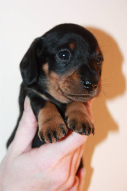 istock Miniature Dachshund Puppy 694764800