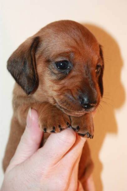 istock Miniature Dachshund Puppy 694767226