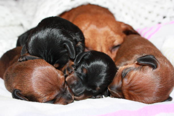 istock Miniature Dachshund Puppy 694767574