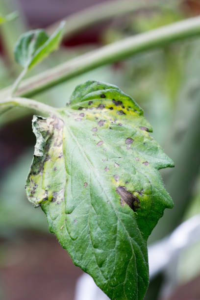 istock Tomato plant infected tomato spotted wilt virus also known as TSWV 694770824