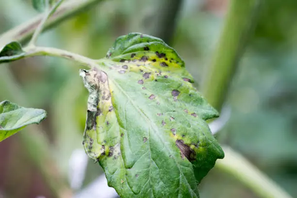 Tomato plant infected tomato spotted wilt virus also known as TSWV on farm