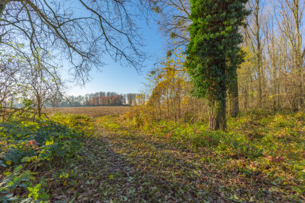 istock Sunlight at the Edge of the Forest / Germany 694771608