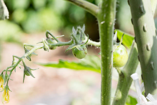 istock Tomato plant infected tomato spotted wilt virus also known as TSWV 694774556