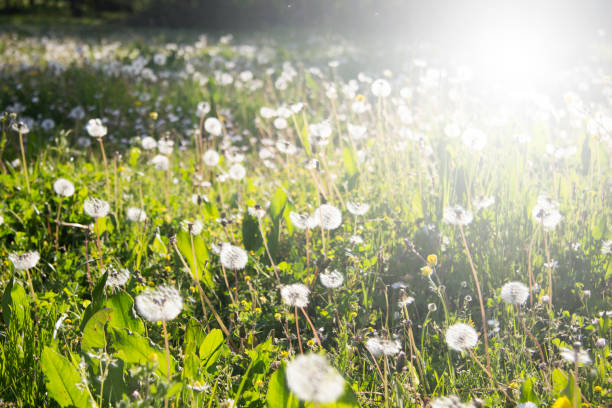 istock Meadow of dandelions 694777140