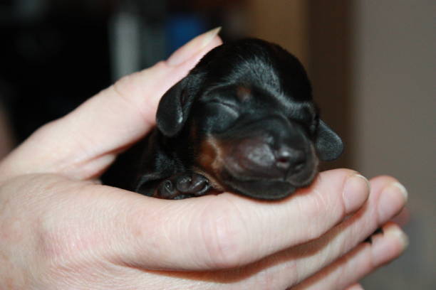 istock Miniature Dachshund Puppy 694778128