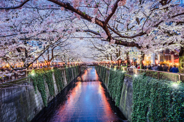 istock Cherry blossoms season in Tokyo, Japan 694781168