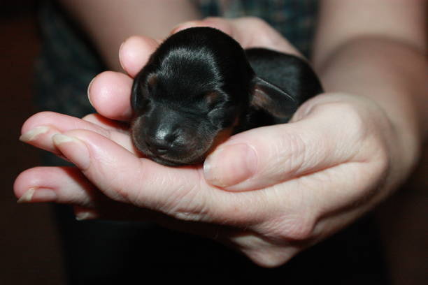 istock Miniature Dachshund Puppy 694781204