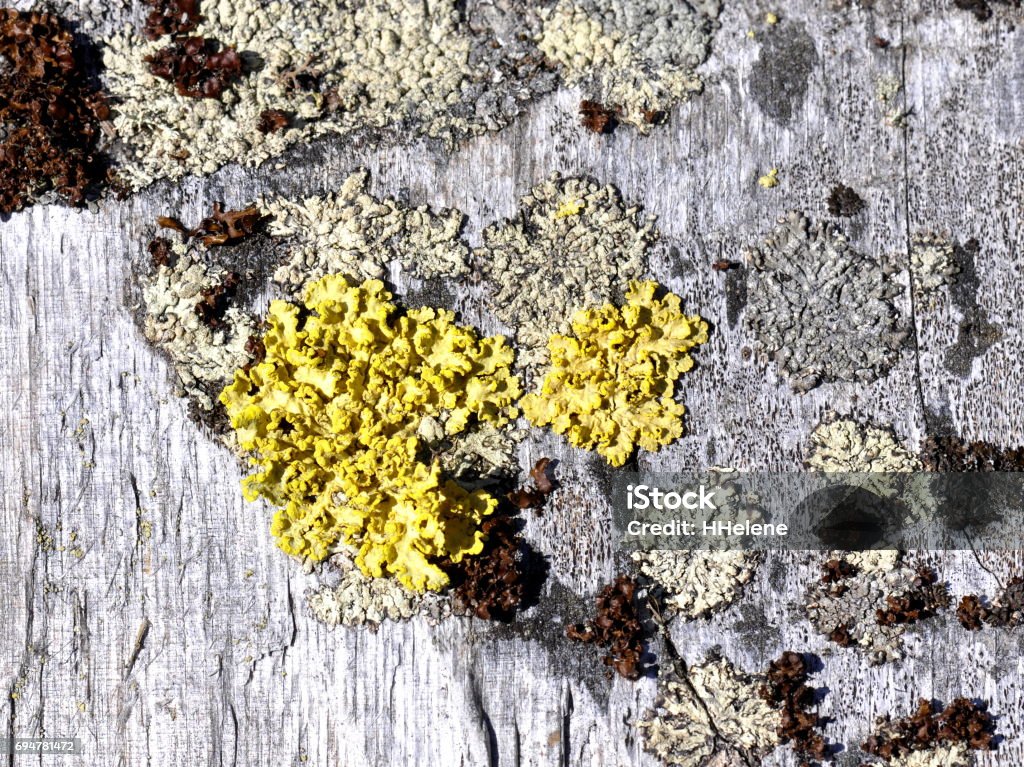 Vulpicida pinastri Yellow lichen Vulpicida pinastri growing on a piece of old wood Acid Stock Photo