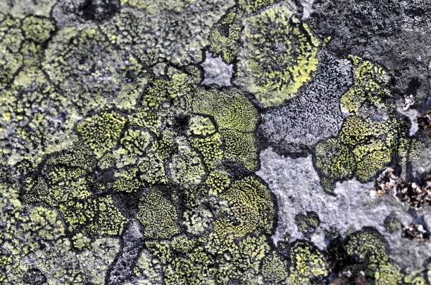 istock Rhizocarpon geographicum 694781504