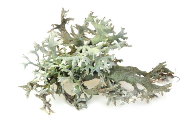 istock Furfuracea pseudevernia 694781552
