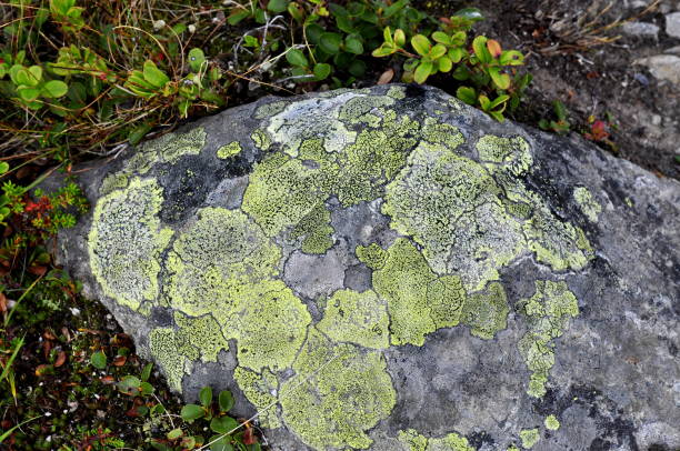 Map lichen Closeup on Map lichen Rhizocarpon geographicum growing on a stone green map of norway stock pictures, royalty-free photos & images