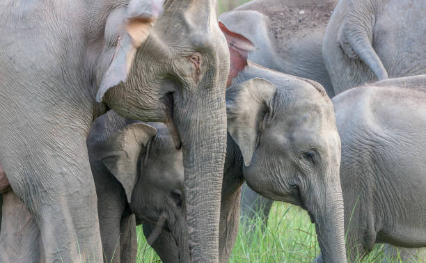 istock Elephant Herd at Jim Corbett National Park, India. 694788242