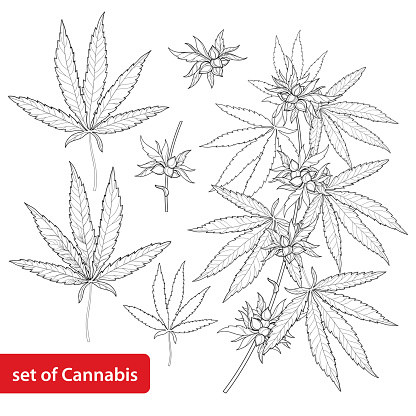 Vector set with Cannabis sativa or Marijuana. Branch, leaves and seed isolated on white background.
