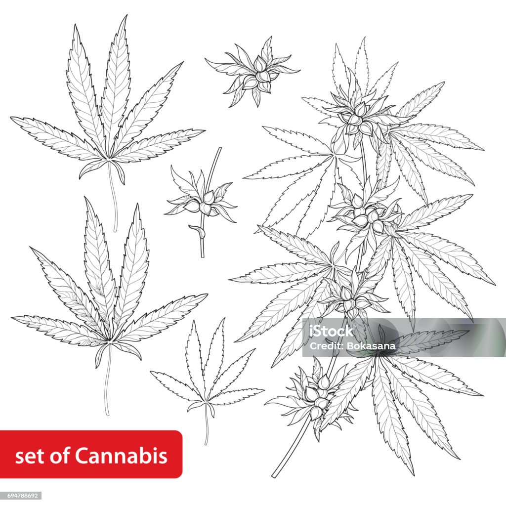 Vector set with Cannabis sativa or Marijuana. Branch, leaves and seed isolated on white background. Vector set with outline Cannabis sativa or Cannabis indica or Marijuana. Branch, leaves and seed isolated on white background. Medicinal plant in contour style for summer design and coloring book. Cannabis Plant stock vector